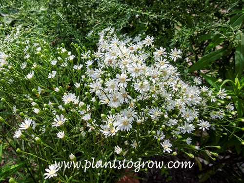 Upland Aster (Solidago ptarmicoides)